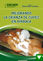 Mejorando la Crianza de Cuyes en Ayabaca (1.3 MB)